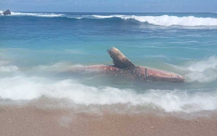 Hiu Tutul Sepanjang 5 Meter Terdampar Mati di Pantai Pangi Blitar Hiu Tutul Sepanjang 5 Meter Terdampar Mati di Pantai Pangi Blitar