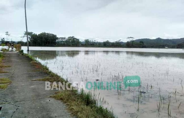 Dampak Banjir di Sutojayan, Ratusan Hektar Sawah Terancam Rusak Dampak Banjir di Sutojayan, Ratusan Hektar Sawah Terancam Rusak