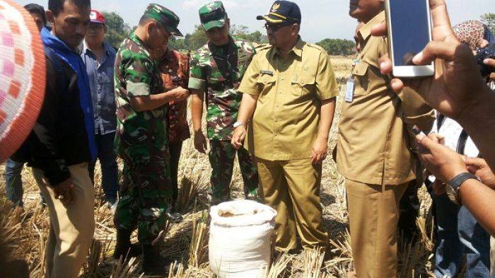 Danrem 083 Saksikan Panen Raya di Desa Curah Dringu Tongas Danrem 083 Saksikan Panen Raya di Desa Curah Dringu Tongas