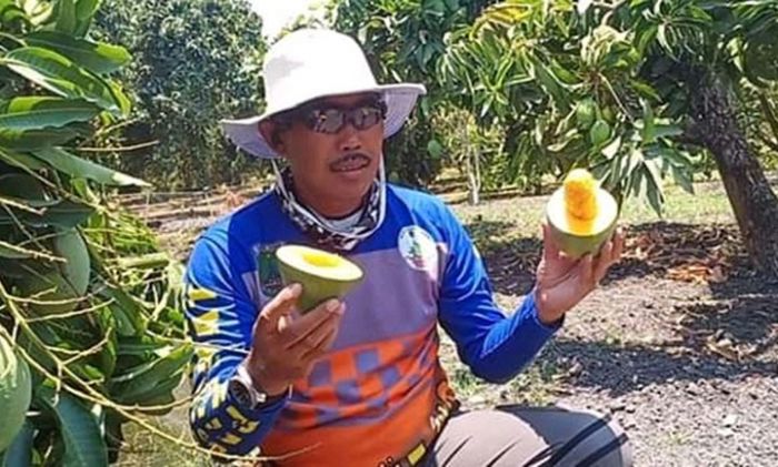 Mangga Alpukat Khas Pasuruan, Hanya Ada di Tiga Desa ini