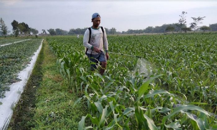 Ulat Grayak Serang Tanaman Jagung di Kecamatan Purwoasri Kediri