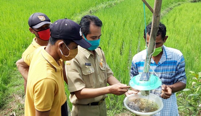 Cegah Serangan Serangga, Petani Bobang Kediri Ciptakan Alat Pembasmi Ramah Lingkungan Cegah Serangan Serangga, Petani Bobang Kediri Ciptakan Alat Pembasmi Ramah Lingkungan