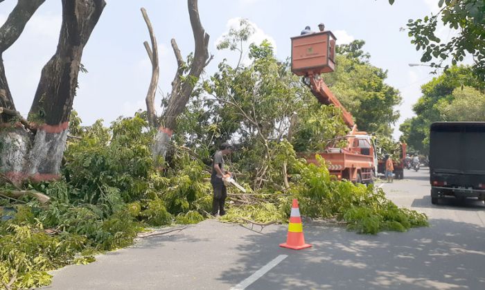 Antisipasi Pohon Tumbang, DLH Lakukan Pemotongan Pohon Antisipasi Pohon Tumbang, DLH Lakukan Pemotongan Pohon