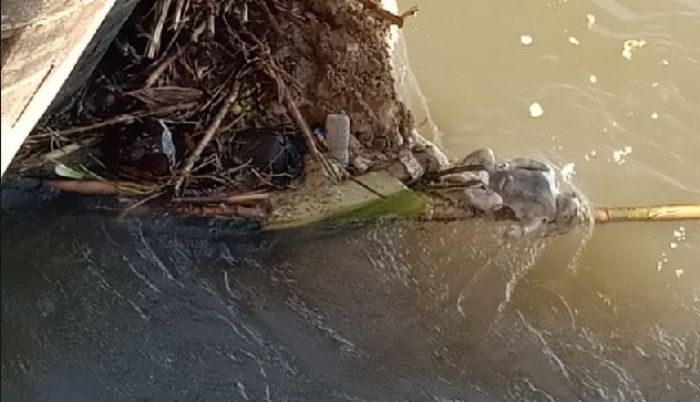 Warga Jember Temukan Mayat Orok di Sungai