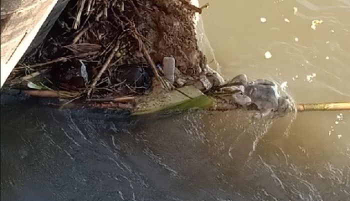 Warga Jember Temukan Mayat Orok di Sungai Warga Jember Temukan Mayat Orok di Sungai