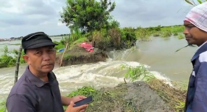Giliran Tanggul Kali Lamong di Desa Jono Gresik Jebol Tergerus Air