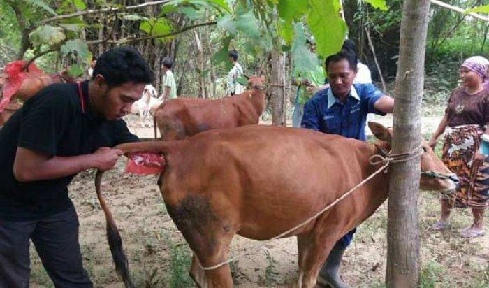 Sapi Ternak di Sampang Alami Gangguan Reproduksi Sapi Ternak di Sampang Alami Gangguan Reproduksi