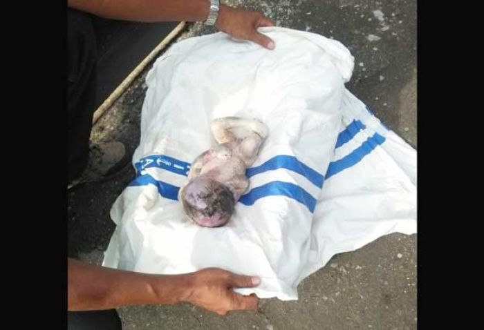 Warga Desa Suko Sidoarjo Geger Mayat Bayi Masuk Mesin Penggiling Sampah Warga Desa Suko Sidoarjo Geger Mayat Bayi Masuk Mesin Penggiling Sampah