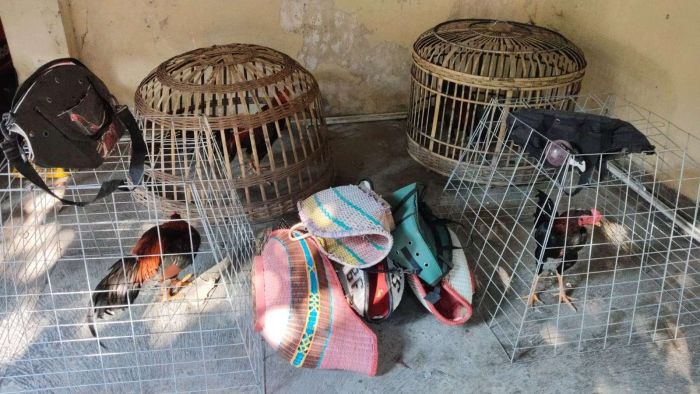Polsek Babat Lamongan Grebek Arena Judi Sabung Ayam di Moropelang, Para Pelaku Lari Kocar-Kacir