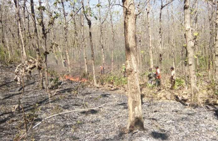 Hutan di RPH Ponco BKPH Parengan Terbakar