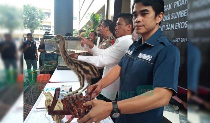 Polda Jatim Gagalkan Penyelundupan Satwa Langka, Ada Negara yang Berani Bayar Hingga Triliunan Polda Jatim Gagalkan Penyelundupan Satwa Langka, Ada Negara yang Berani Bayar Hingga Triliunan