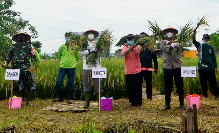 Wali Kota Eri Bersama Kelompok Tani Gelar Panen Raya Padi di Pakal