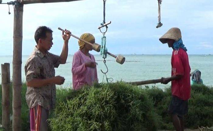 Sering Rugi, Petani Rumput Laut di Sumenep Harapkan Campur Tangan Pemerintah Sering Rugi, Petani Rumput Laut di Sumenep Harapkan Campur Tangan Pemerintah
