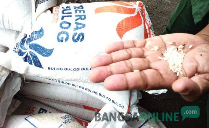 Lagi, Ratusan Karung Beras Berkutu Ditemukan di Jombang, Kali ini di Bareng Lagi, Ratusan Karung Beras Berkutu Ditemukan di Jombang, Kali ini di Bareng