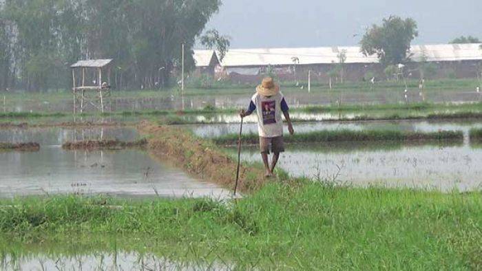 Terendam Banjir, Puluhan Hektare Tanaman Padi di Sumenep Terancam Gagal Panen
