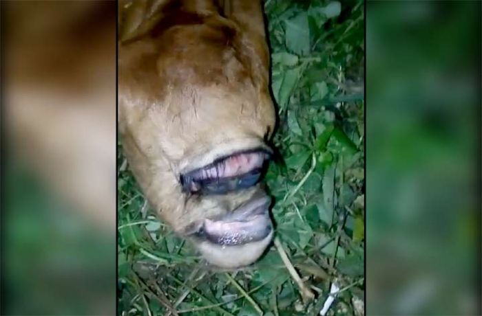 Geger, Sapi di Pakong Pamekasan Lahir dengan Satu Kelopak Mata dan Satu Alis Geger, Sapi di Pakong Pamekasan Lahir dengan Satu Kelopak Mata dan Satu Alis