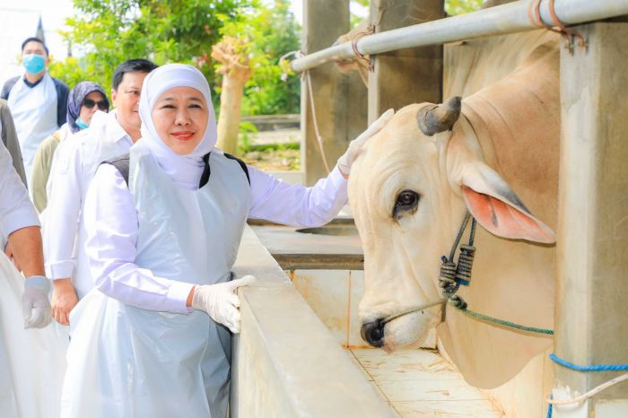 Jelang Iduladha Stok Hewan Kurban Surplus, Gubernur Khofifah: Jatim Siap Suplai untuk Provinsi Lain Jelang Iduladha Stok Hewan Kurban Surplus, Gubernur Khofifah: Jatim Siap Suplai untuk Provinsi Lain