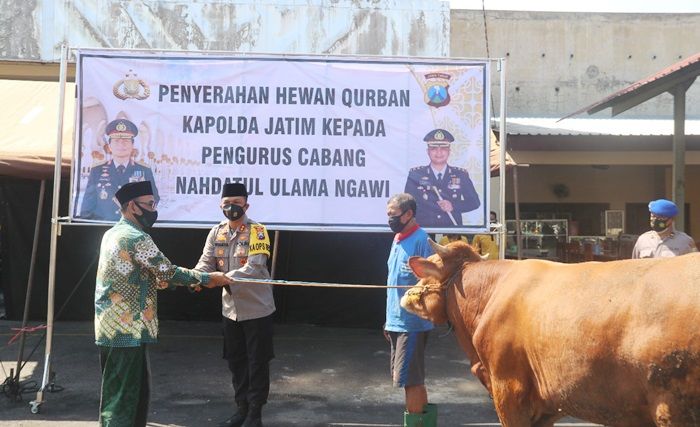 Polres Ngawi Serahkan Sapi Kurban ke NU dan Muhammadiyah