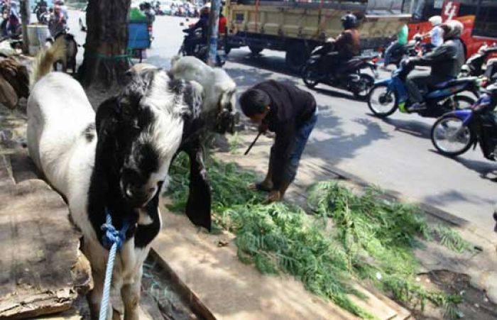 Cegah Maling, Penjual Hewan Kurban ini Gantian Jaga Dagangan Cegah Maling, Penjual Hewan Kurban ini Gantian Jaga Dagangan