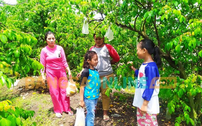 Wow, Wisata Petik Buah Blimbing Madu Kini Ada di Jombang Wow, Wisata Petik Buah Blimbing Madu Kini Ada di Jombang