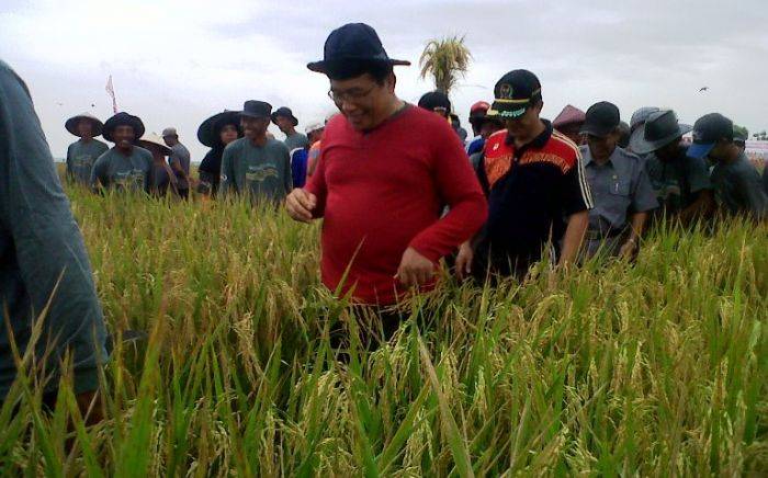 Bupati Bojonegoro Panen Padi di Wilayah Terdampak Banjir Bupati Bojonegoro Panen Padi di Wilayah Terdampak Banjir