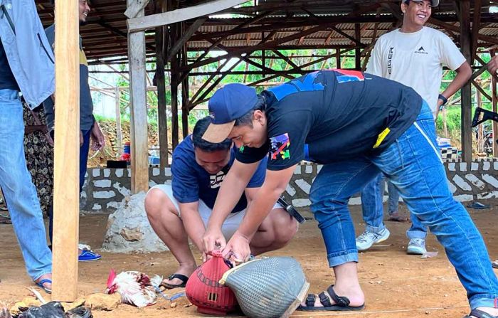 Gerebek Sabung Ayam di Sampang, 8 Terduga Pelaku Dilepas Polisi Gerebek Sabung Ayam di Sampang, 8 Terduga Pelaku Dilepas Polisi