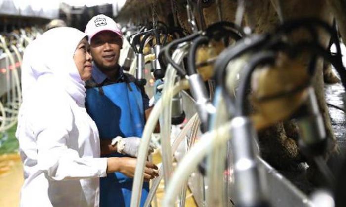 80% Susu Impor, Khofifah Kejar Target Swasembada, Dorong Perluasan Peternakan Sapi Perah 80% Susu Impor, Khofifah Kejar Target Swasembada, Dorong Perluasan Peternakan Sapi Perah