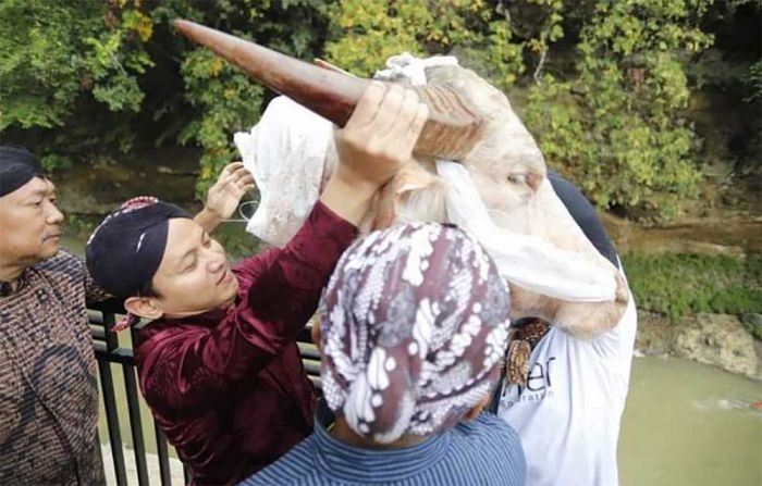 Tradisi Nyadran, Bupati Arifin Larung Kepala Kerbau di Dam Bagong Trenggalek Tradisi Nyadran, Bupati Arifin Larung Kepala Kerbau di Dam Bagong Trenggalek