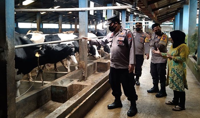 Satbinmas Polres Pasuruan Tinjau Ratusan Sapi Perah di KUD Setia Kawan Satbinmas Polres Pasuruan Tinjau Ratusan Sapi Perah di KUD Setia Kawan