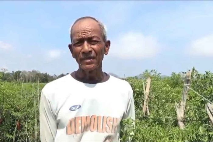 Kemarau Ekstrim, Petani Cabai di Jember Terancam Gagal Panen Kemarau Ekstrim, Petani Cabai di Jember Terancam Gagal Panen