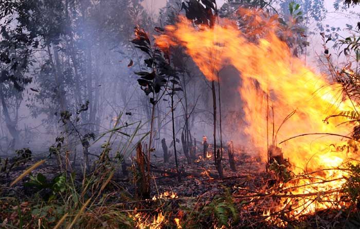 Kemarau Basah, Potensi Kebakaran Hutan di Bojonegoro Kecil