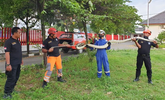 Geger, Ular Piton 3,5 Meter di Tuban Masuk Pabrik Rokok