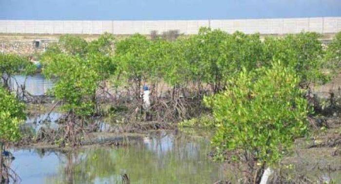 Mangrove Sampang Rusak Parah Mangrove Sampang Rusak Parah