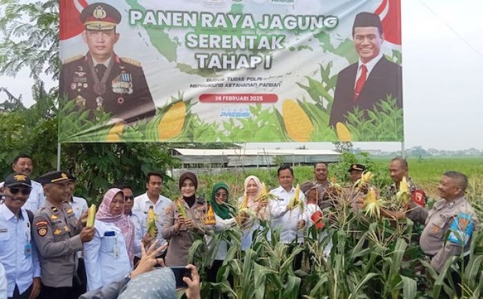 Polsek Sedati Lakukan Panen Raya Jagung Tahap I di Desa Kwangsan Sidoarjo Polsek Sedati Lakukan Panen Raya Jagung Tahap I di Desa Kwangsan Sidoarjo