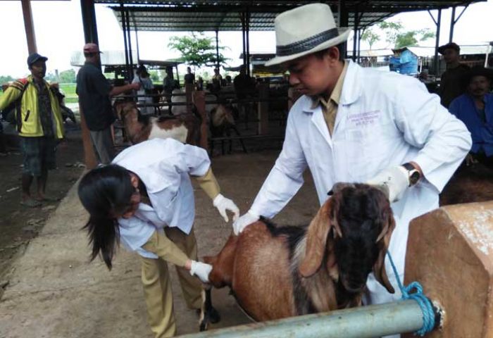 Periksa Hewan Kurban, Disnakan Kabupaten Blitar Temukan Indikasi Parasit Darah Periksa Hewan Kurban, Disnakan Kabupaten Blitar Temukan Indikasi Parasit Darah