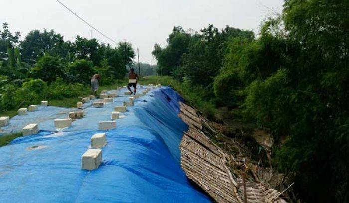 Tanggul Sungai Bengawan Solo di Kanor Bojonegoro Rawan Jebol, Ribuan KK Terancam Kebanjiran Tanggul Sungai Bengawan Solo di Kanor Bojonegoro Rawan Jebol, Ribuan KK Terancam Kebanjiran