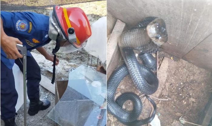 Masuk ke Rumah Warga, Ular Kobra Dievakuasi Pemadam Kebakaran Masuk ke Rumah Warga, Ular Kobra Dievakuasi Pemadam Kebakaran