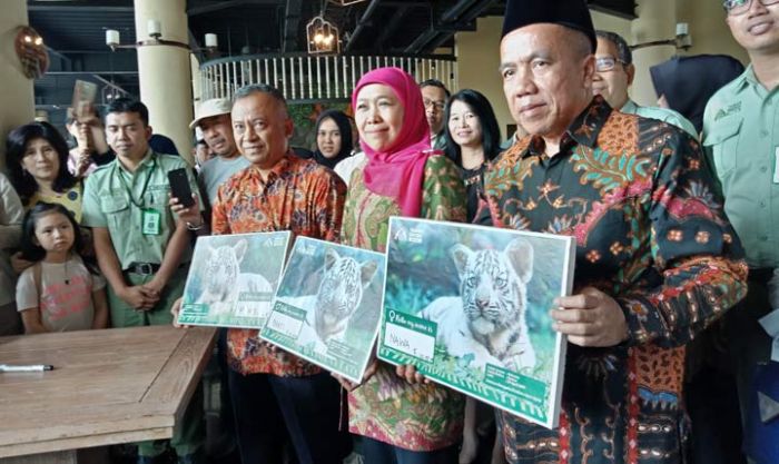 Khofifah Beri Nama Tiga Harimau Kecil di Taman Safari, Nawa, Bakti, dan Mony Khofifah Beri Nama Tiga Harimau Kecil di Taman Safari, Nawa, Bakti, dan Mony