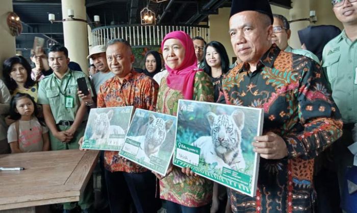 Khofifah Beri Nama Tiga Harimau Kecil di Taman Safari, Nawa, Bakti, dan Mony