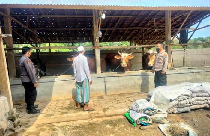 Cegah Penularan Virus PMK, Kapolres Pamekasan Imbau Para Pedagang dan Peternak Tidak Panik Cegah Penularan Virus PMK, Kapolres Pamekasan Imbau Para Pedagang dan Peternak Tidak Panik