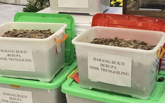 Sindikat Perdagangan Sisik Trenggiling di Surabaya Terbongkar, Transaksi Capai Rp8,4 Miliar