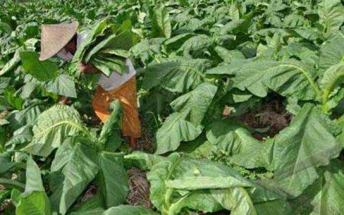 Petani Tembakau Lamongan Panen, Kualitas Bagus, Harga Mahal Petani Tembakau Lamongan Panen, Kualitas Bagus, Harga Mahal