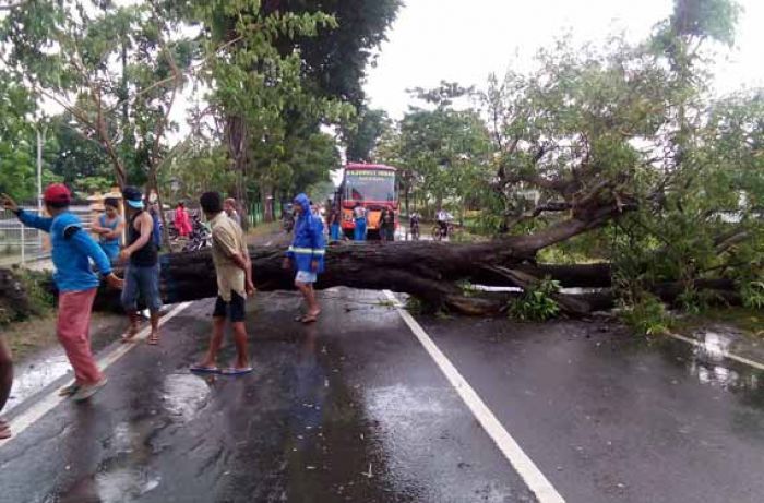 Pohon Besar di Jalur Bojonegoro-Surabaya Roboh, Timpa Pengendara Bermotor Pohon Besar di Jalur Bojonegoro-Surabaya Roboh, Timpa Pengendara Bermotor