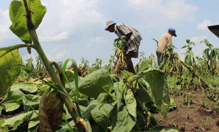 Tembakau di Tulungagung Gagal Panen Total, Petani Merugi Jutaan Rupiah Tembakau di Tulungagung Gagal Panen Total, Petani Merugi Jutaan Rupiah