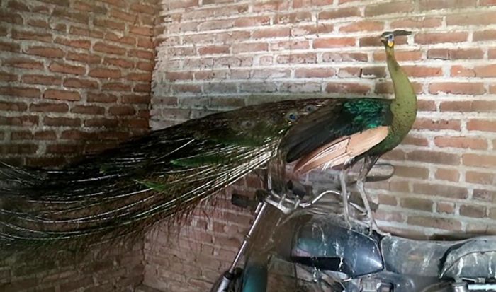 Penemuan Burung Merak di Area Pembangunan Bandara Kediri Diserahkan ke BKSDA Sidoarjo Penemuan Burung Merak di Area Pembangunan Bandara Kediri Diserahkan ke BKSDA Sidoarjo