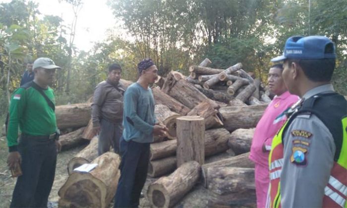 Diduga Hasil Illegal Logging, 233 Batang Kayu Sono Diamankan Diduga Hasil Illegal Logging, 233 Batang Kayu Sono Diamankan