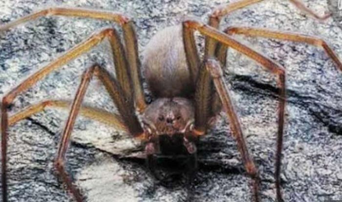 Waspada! Laba-laba yang Gigitannya Bikin Daging Manusia Membusuk Sembunyi di Perabot Waspada! Laba-laba yang Gigitannya Bikin Daging Manusia Membusuk Sembunyi di Perabot