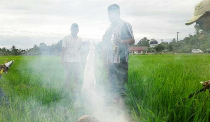 Merajalela, Hama Tikus Serang 4 Desa di Dawarblandong Mojokerto Merajalela, Hama Tikus Serang 4 Desa di Dawarblandong Mojokerto