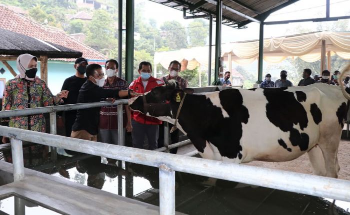 Pemerintah Kota Batu Serahkan Bantuan Kandang Komunal untuk Sapi Perah di Dusun Brau Pemerintah Kota Batu Serahkan Bantuan Kandang Komunal untuk Sapi Perah di Dusun Brau