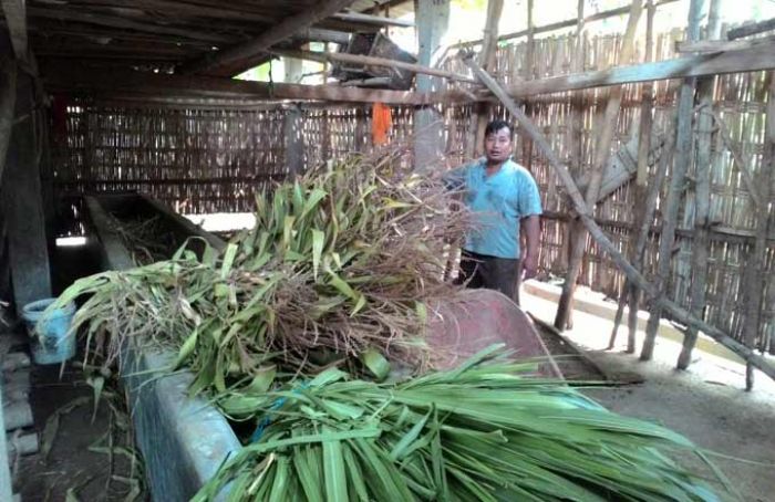 Komplotan Maling Satroni Desa Bulurejo Jombang, 4 Sapi Hilang dalam Semalam